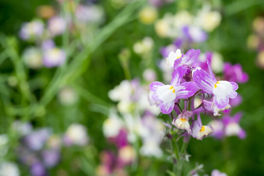 Beautiful Moroccan toadflax (Linaria maroccana) flowers.