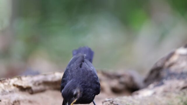 Sunda Thrush (Zoothera andromedae),Slaty blue-gray thrush with beautiful black-and-white-scaled sides and a subtle but distinctive face pattern.