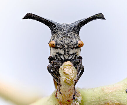 Extreme Macro Portrait of Horned Treehopper Insect Perched on Plant Stem