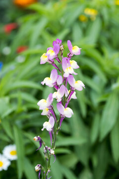 Beautiful Moroccan toadflax (Linaria maroccana) flowers.