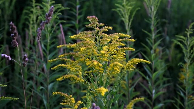 The Canadian goldenrod has taken over the field and displaced all other plants. Yellow flowers in bloom. Invasive species. Solidago gigantea. Ecosystem disruption. Environmental problem. 4K footage.