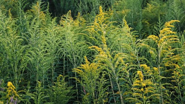 The Canadian goldenrod has taken over the field and displaced all other plants. Yellow flowers in bloom. Invasive species. Solidago gigantea. Ecosystem disruption. Environmental problem. 4K footage.