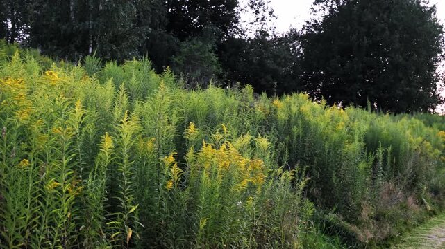 The Canadian goldenrod has taken over the field and displaced all other plants. Yellow flowers in bloom. Invasive species. Solidago gigantea. Ecosystem disruption. Environmental problem. 4K footage.