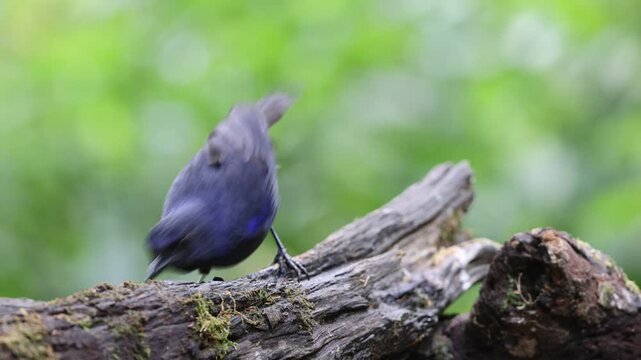 The Javan whistling thrush (Myophonus glaucinus) is a species of bird in the family Muscicapidae. It is found in Java and Bali. This photo was taken in Java island, Indonesia.
