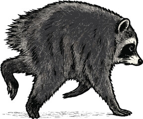 Naklejka premium Jimothy Raccoon The Feral Legend Team Jimothy Seattle, Washington isolated on a white background