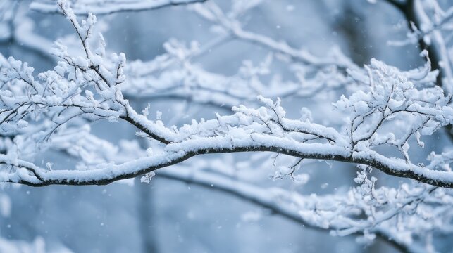 First Day of Winter: Snow-Laden Branches and a Soft Blurred Background