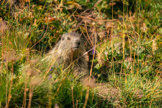 Marmotte des Alpes dans les herbes hautes en montagne