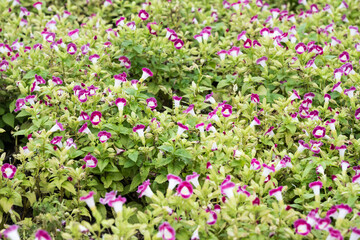 Fototapeta premium Beautiful bluewings (torenia fournieri) flowers.