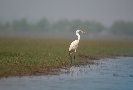 Great egret bird with a fish on its beak in the wetlands. Selective focus.