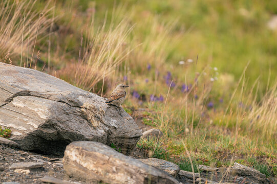 Petit oiseau perch&eacute; sur un rocher dans une prairie de montagne