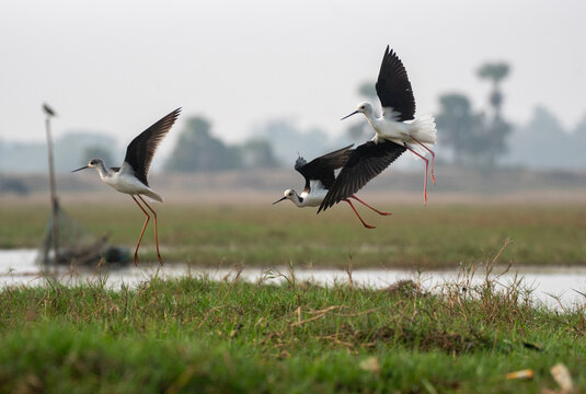 Black winged stilt birds in their habitat in the wetlands. Close up, selective focus
