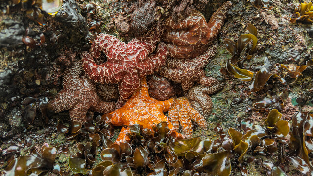 Colorful starfish cluster along the rocky California tide pool