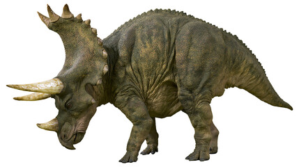 Triceratops dinosaur with large horns and frill © Eustace