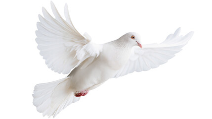 Obraz premium White dove bird with spread wings flying