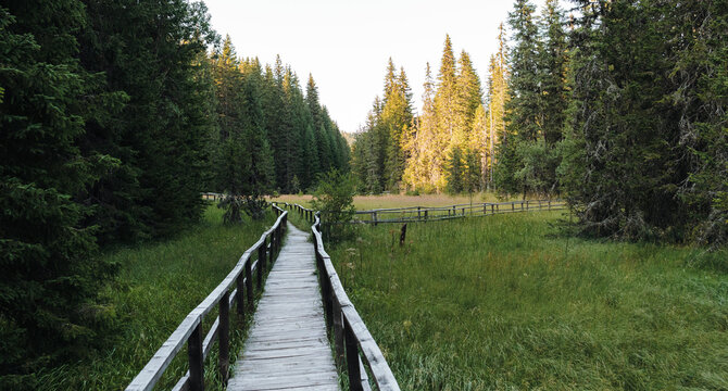Wooden boardwalk crosses a green wetland meadow at Jankova bara in Kopaonik, Serbia. The scene suits hiking, ecotourism, wellness and nature travel.