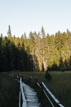 Wooden boardwalk crosses a green wetland meadow at Jankova bara in Kopaonik, Serbia. The scene suits hiking, ecotourism, wellness and nature travel.