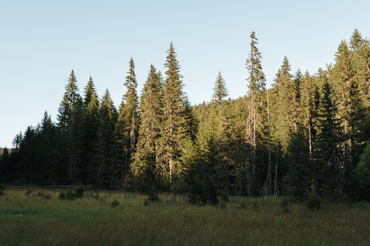 Sunlit conifer forest borders a meadow at Jankova bara in Kopaonik, Serbia. The landscape suits ecology, hiking, wellness and mountain tourism