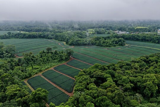 Aerial view of a pineapple plantation nestled within lush tropical rainforest, featuring geometric field patterns and misty hills in Puerto Viejo de Sarapiqui, Heredia Province, Costa Rica.