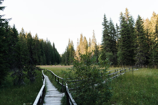 Wooden boardwalk curves across a meadow at Jankova bara in Kopaonik, Serbia. Conifer forest creates a scenic setting for hiking, ecotourism and wellness