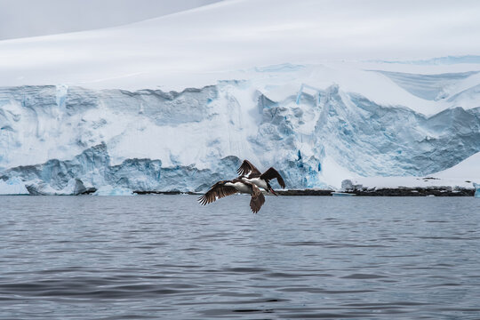 Aerial view of two birds flying over the dark water in front of a massive glacier and ice shelf in Antarctica.