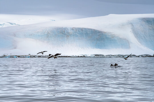 Aerial view of birds flying over the icy waters near a massive glacier in Antarctica.