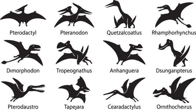 Set of twelve black silhouette of various pterosaurs and flying reptiles, including pterodactyl, pteranodon, quetzalcoatlus, and rhamphorhynchus, labeled with their scientific names