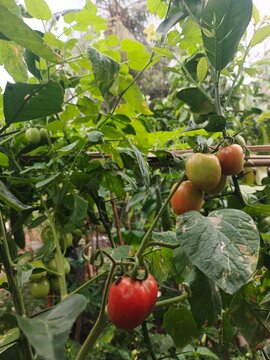 Terlihat tomat merah matang di bagian bawah dan beberapa tomat hijau hingga kekuningan di bagian tengah. Tanaman memiliki banyak daun hijau yang lebat dan batang yang menjalar di antara vegetasi.