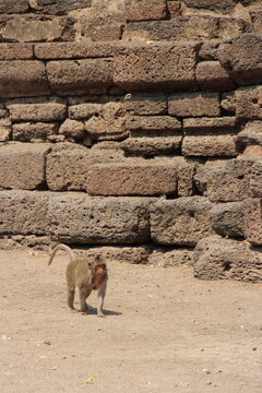 monkey (macaque ?) in a ruined hindu temple (prang sam yot) in lopburi in thailand 