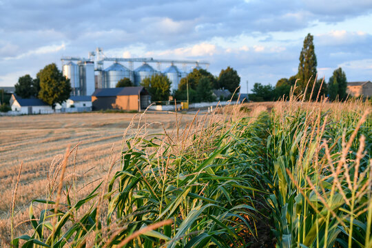 A scenic agricultural landscape featuring a green cornfield and harvested stubble field with grain silos in the background at sunset. Selective focus.