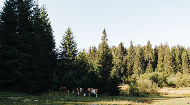 A small herd of cattle grazes in a forest meadow in Kopaonik, Serbia. The scene suits livestock, agriculture, rural tourism and sustainable farming themes