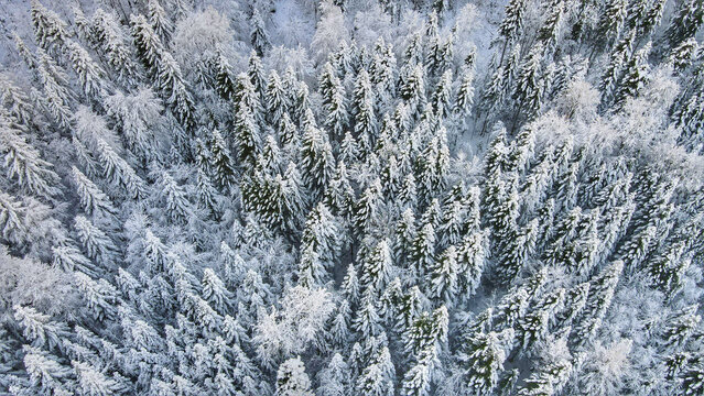 Aerial view of Gorski kotar forest covered in deep snow during winter, with dense evergreen trees and white frost in Gerovo, Primorje-Gorski Kotar, Croatia.
