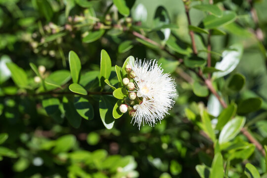 Beautiful Box-leaved Syzygium (Syzygium buxifolium Hook. & Arn.) flowers.