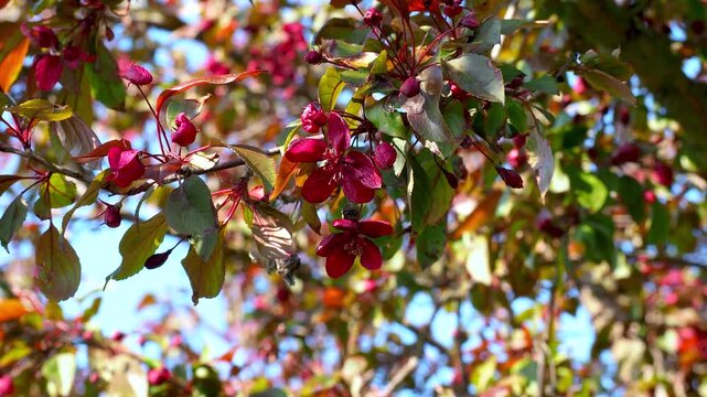 Beautiful dark red crabapple blossoms on tree branch against blue sky. Close up of blooming malus flowers with green leaves swaying in the wind. 4K footage for your projects.