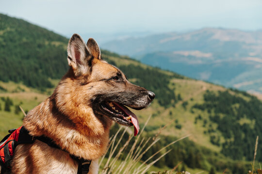 A German Shepherd in a red harness looks across mountain slopes in Kopaonik, Serbia. The portrait suits pet travel, hiking, adventure and active lifestyle themes