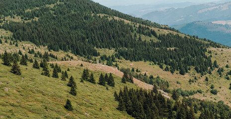 Open mountain slopes with scattered conifers stretch across Kopaonik, Serbia. The panoramic summer landscape suits tourism, hiking and nature travel themes © Ekaterina