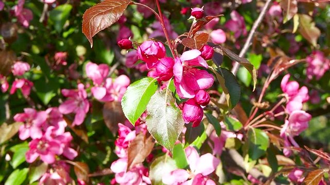 Bright pink apple blossoms blooming on sunlit branch surrounded by fresh green and reddish leaves. Perfect spring nature slow motion footage for backgrounds.
