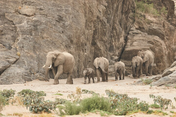 Naklejka premium desert elephants, Loxodonta africana, move one after the other through a rock gorge 411 
