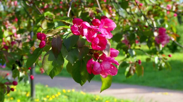 Vibrant pink malus tree blossoms blooming on branch in sunny park. People with corgi dog walk on path in blurred background. Natural spring concept 4K footage.