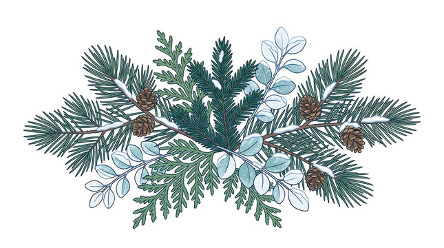 Elegant watercolor pine branch with cones and berries illustration.