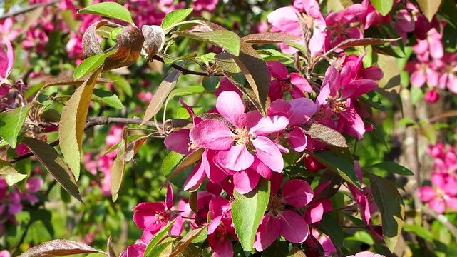 Bright pink malus blossoms blooming on branches in sunny orchard. Beautiful apple tree flowers gently swaying in wind. Natural spring concept slow motion footage.