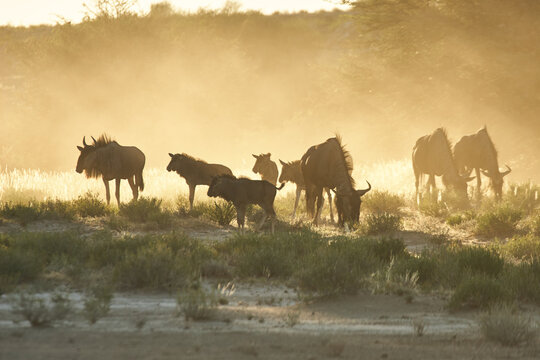 wildebeest, Connochaetes taurinus, in beautiful dusty backlight 313