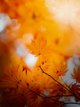 Orange maple leaves in autumn sunlight, beautiful dreamy macro photo with sun flare, warm golden bokeh, shallow depth of field, and colorful forest background