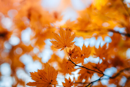 Golden maple leaves in autumn forest, beautiful dreamy macro photo with warm orange bokeh, shallow depth of field, and colorful blurred background