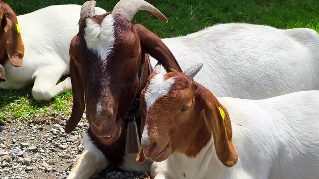 Mother Goat and Kid Resting Together on Alpine Farm. Alpine goats