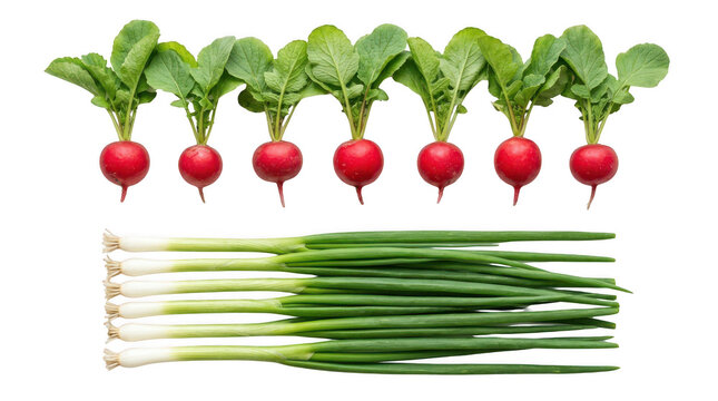 Fresh red radishes and green spring onions arranged in neat rows on a flat surface