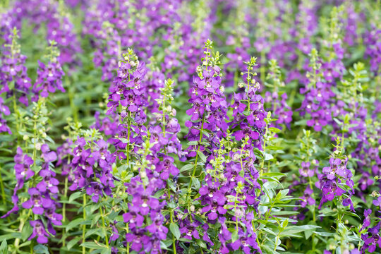 Beautiful Angelonia salicariifolia flowers.