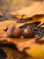 Two acorns on yellow autumn leaves, beautiful macro photo with warm golden light, shallow depth of field, soft bokeh, and detailed natural texture © Macro Viewpoint