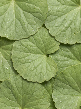 Close-up of fresh gotu kola leaves, popular centella asiatica Korean skincare ingredient.