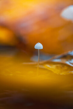 Tiny bonnet mushroom (Mycena sp.) growing among yellow autumn leaves, beautiful dreamy macro photo with shallow depth of field and soft bokeh