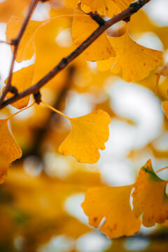 Yellow ginkgo leaves in autumn, beautiful macro photo with warm golden bokeh, shallow depth of field, and colorful blurred background